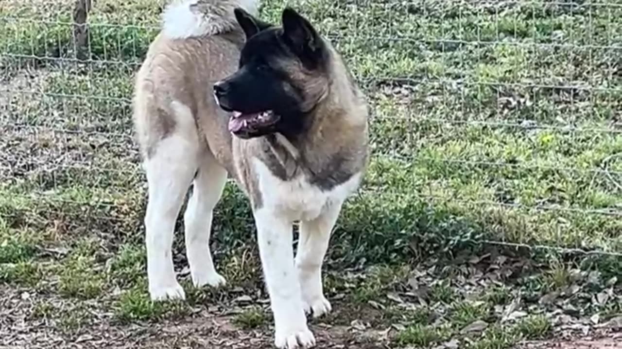 Ronnie is 7 months old