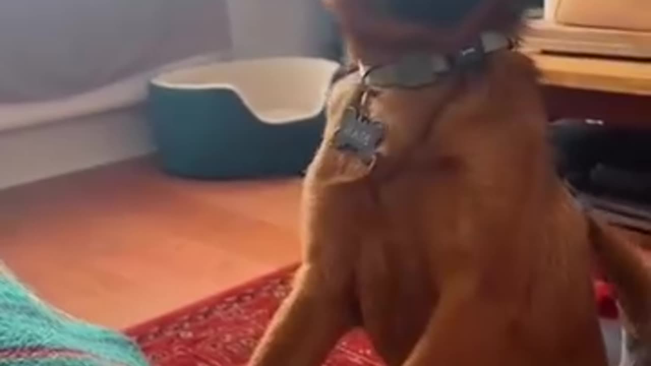 funny animals react to fart