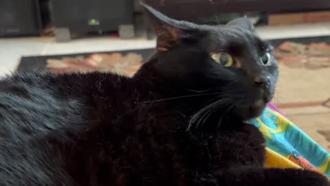 I Am Very Grateful for My Cat Pretty Precious Piper - My Adopted Shelter Cat Vlog