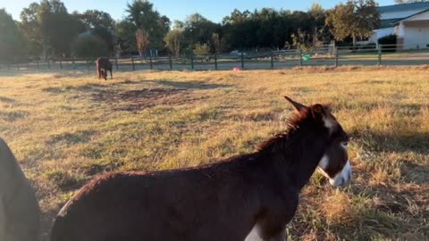 Morning PRayer, Daily Office