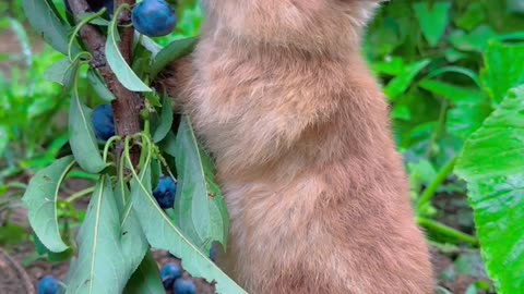 Blueberry squirrel.