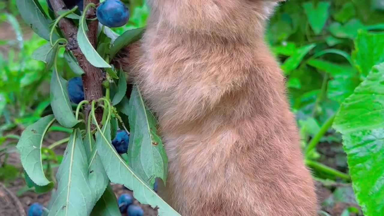 Blueberry squirrel.
