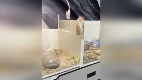 Funny hamster video🐹😂 Part 2