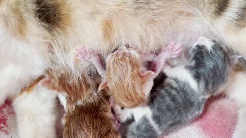 Watch a Maine Coon Kittens' Amazing First 3 Months!