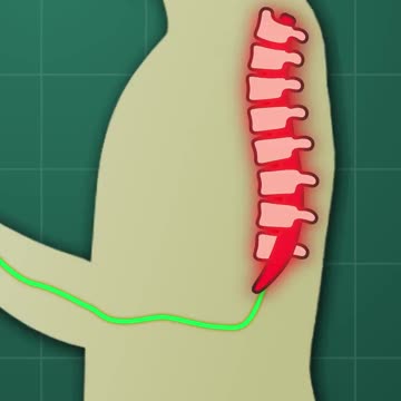 How Does Pain Reach the Brain