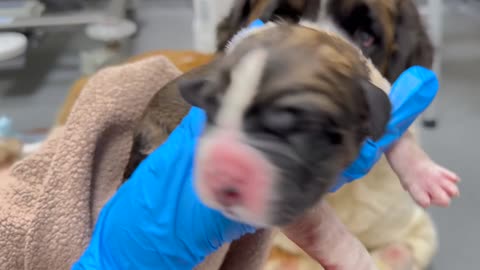 We Rescued a Pregnant Dog 😢❤️ What Happened Next Shocked Us…