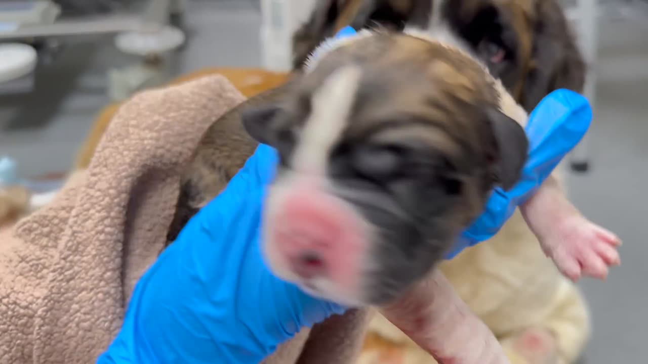 We Rescued a Pregnant Dog 😢❤️ What Happened Next Shocked Us…