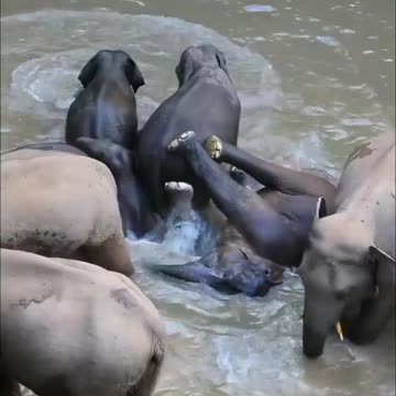 Swiming Elephants & Happy to babies