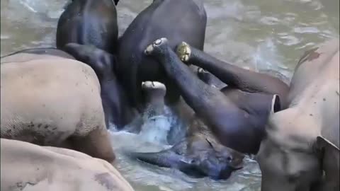 Swiming Elephants & Happy to babies