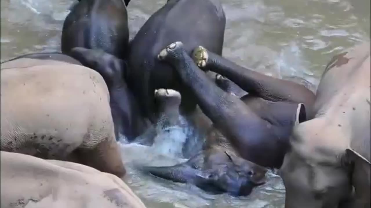 Swiming Elephants & Happy to babies