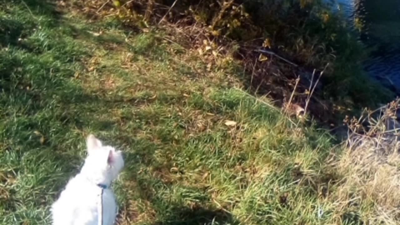 dog