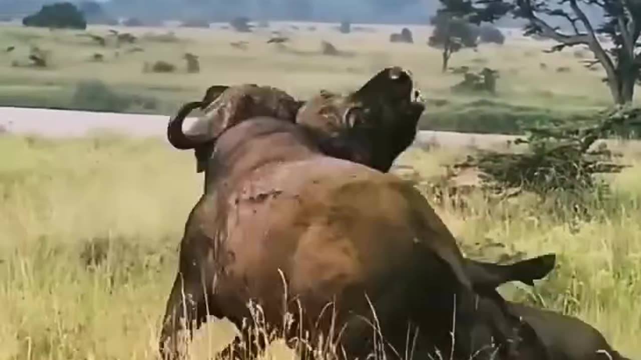 The buffaloes get stuck together during a fight.