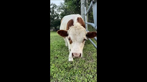 T-Bone when Thug life meets farm life.