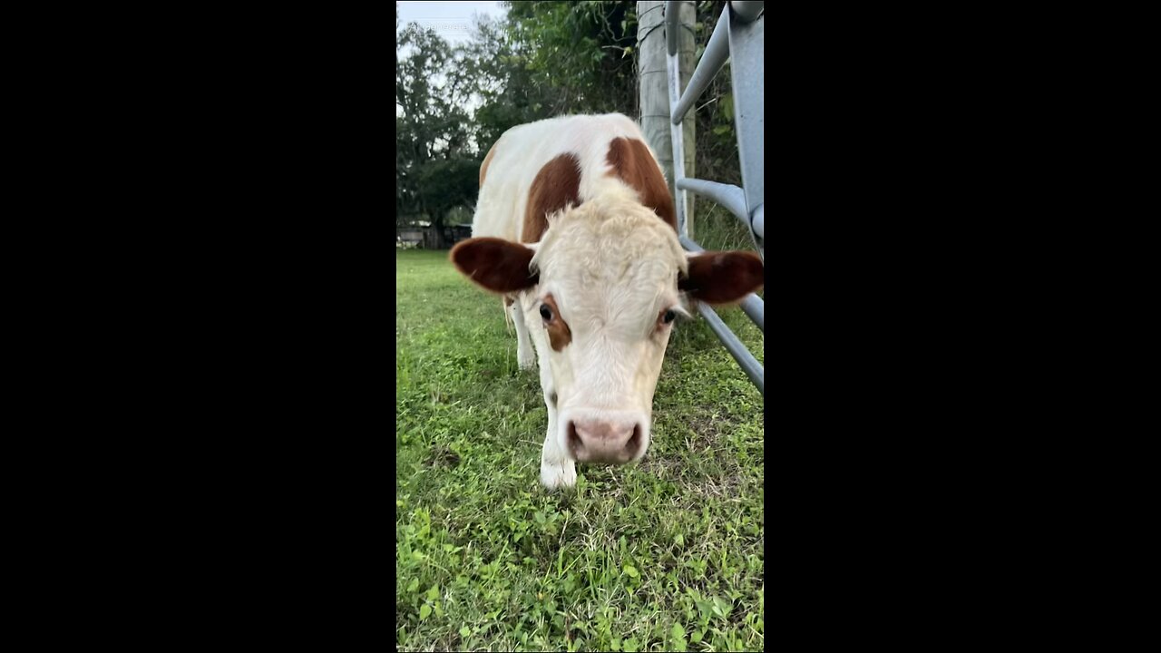 T-Bone when Thug life meets farm life.