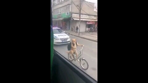 He Don't care| the dog looks stunning