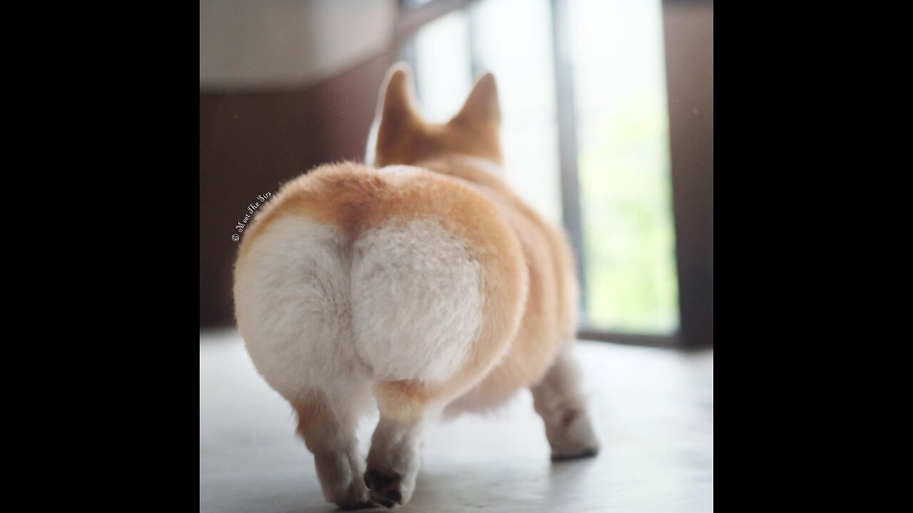 Dog Butt Testing