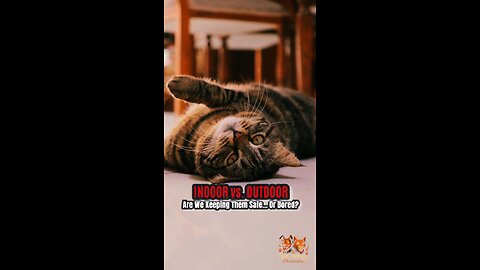 The Indoor Cat Dilemma: Happy or Miserable?