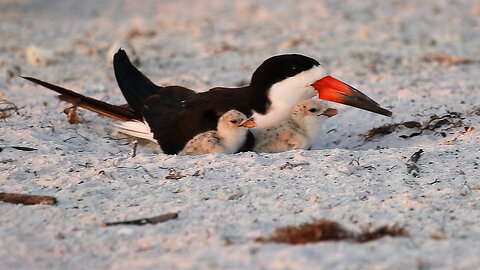 Black Skimmer Hatching Day 9 Part 3: Sunset Scan & Adorable Chicks