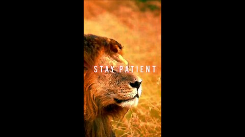 WATCH THIS ASAP TO BECOME A LION 🔥💥 #lionmindset #alphamentality #moveinsilence #powermoves #suces