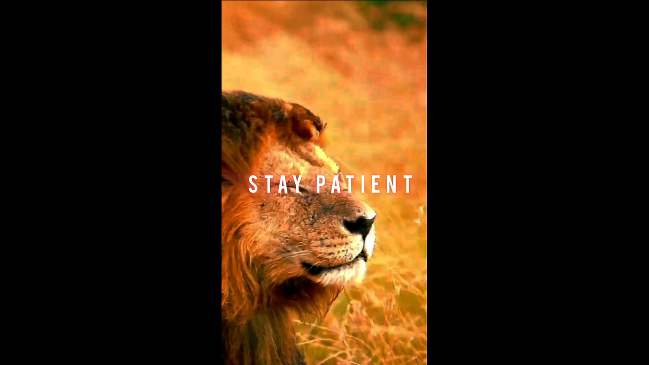 WATCH THIS ASAP TO BECOME A LION 🔥💥 #lionmindset #alphamentality #moveinsilence #powermoves #suces
