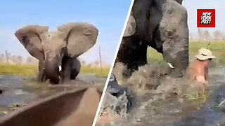 Elephant charges at tourists, shoves woman underwater