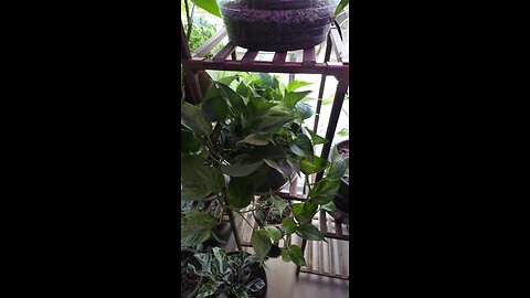 marble pothos