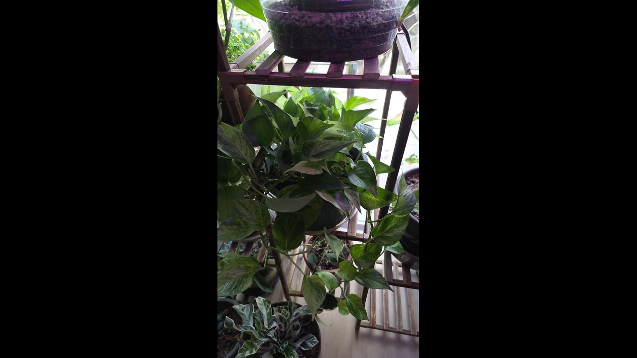 marble pothos