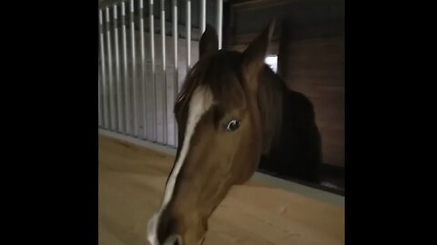 Christmas Eve - Mucking Stalls