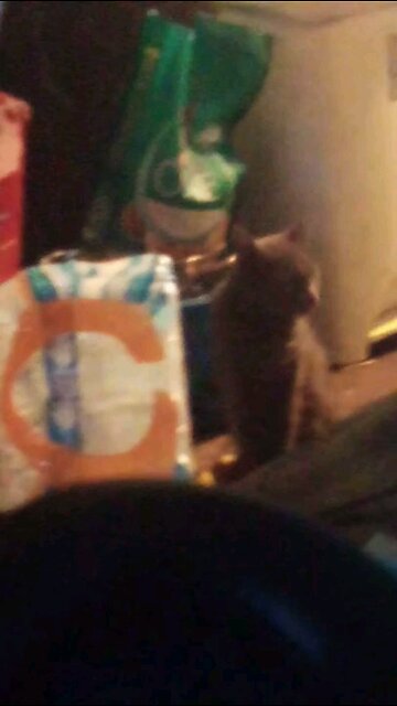 windigo gives back sass