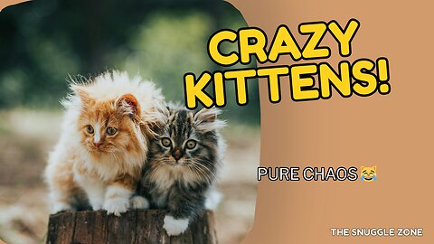 BABY KITTENS GO CRAZY 🐱💥 | Funniest Kitten Playtime Ever