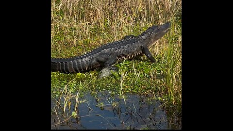 NEARLY EATEN BY A GATOR! (CLOSE CALL!)