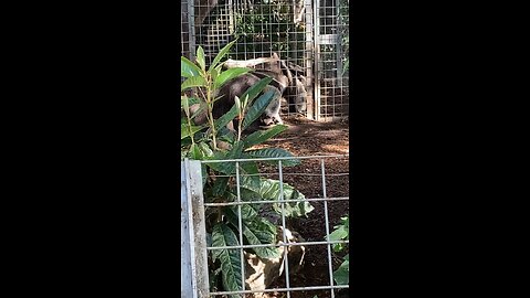Giant Anteaters #giantanteaters #followme #explore