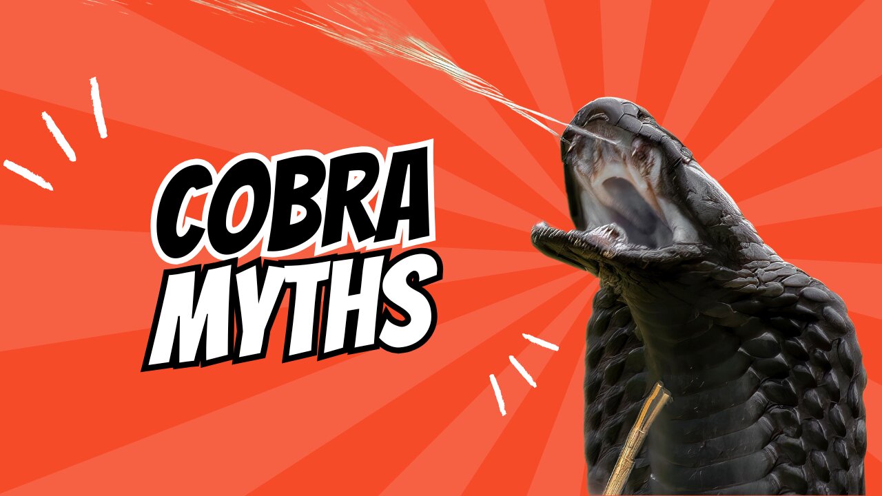 King Cobra Snakes | Top Myths and Facts!