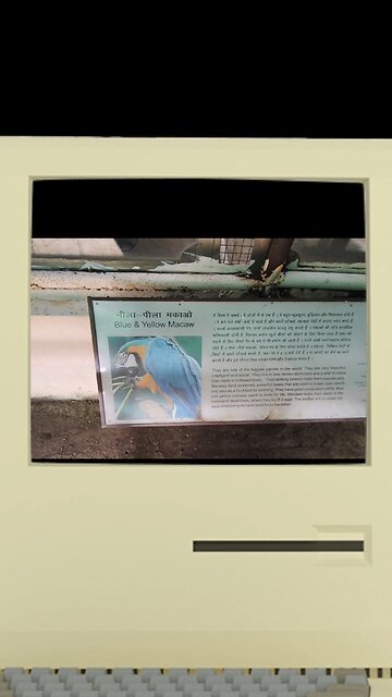 Watch this tropical wonder show off its colors and charisma from the heart of nature.