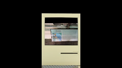 Watch this tropical wonder show off its colors and charisma from the heart of nature.