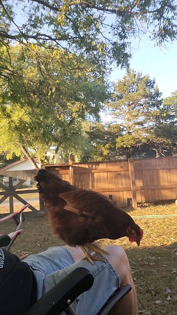 Chicken 101 🐔 Rule #3 How NOT to Get Chicken Sh*t on