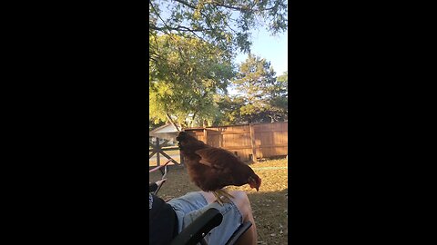 Chicken 101 🐔 Rule #3
