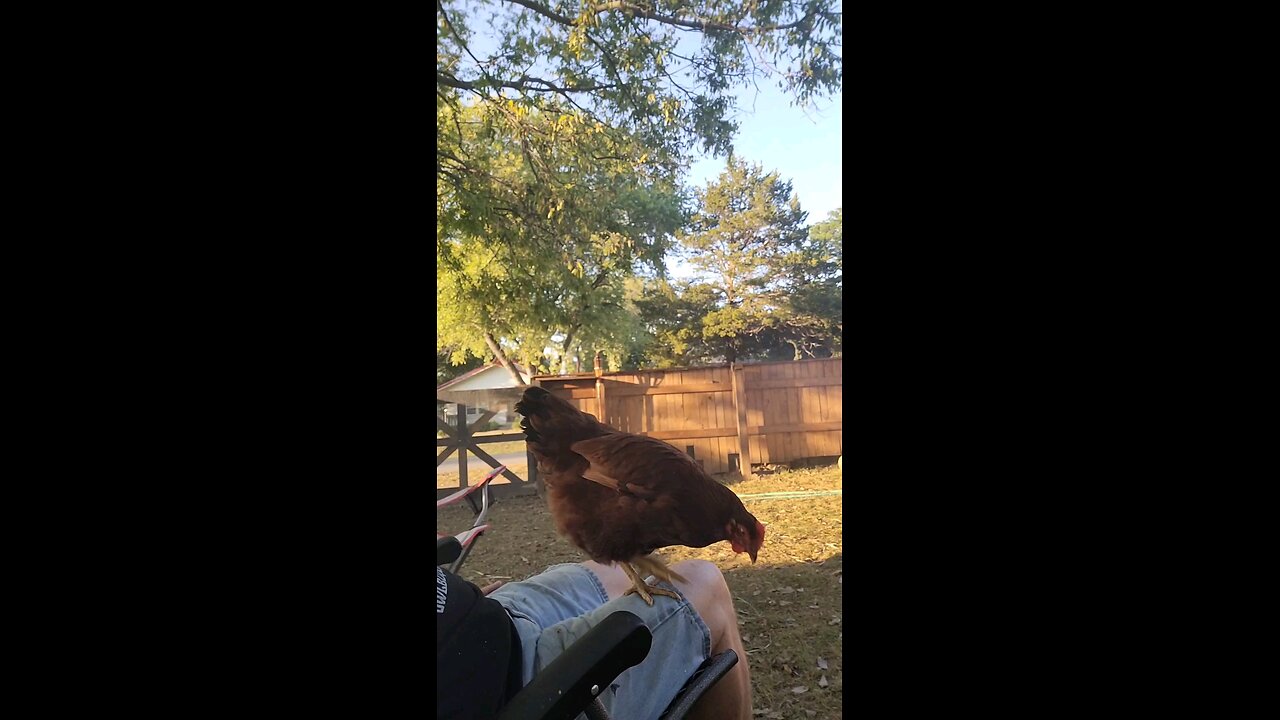 Chicken 101 🐔 Rule #3