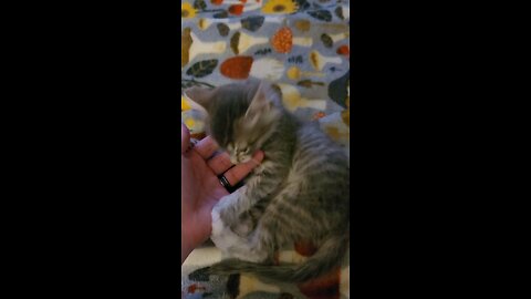 Playing with a kitten.