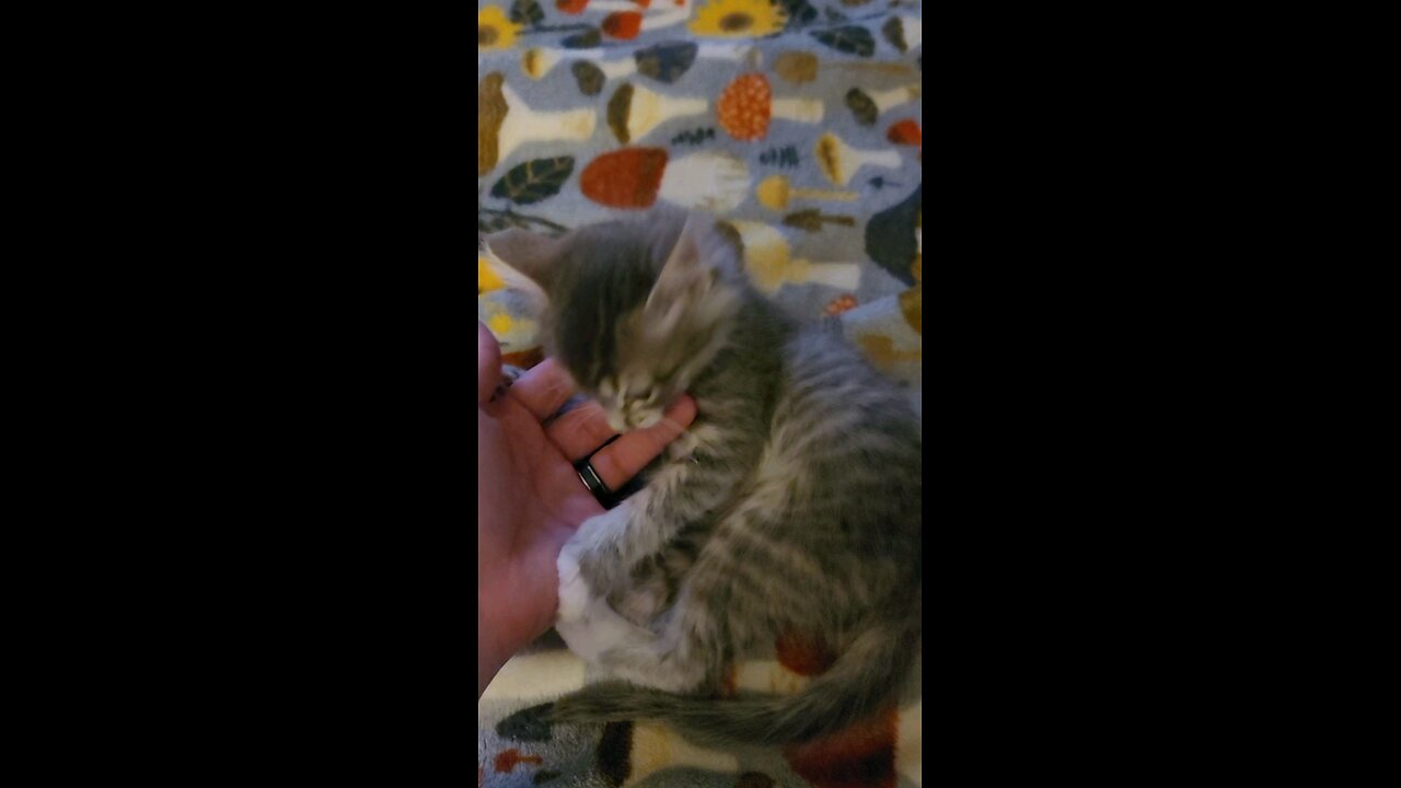 Playing with a kitten.