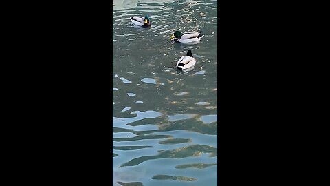 Mallard Ducks 🦆 #mallardducks #ducks #duck #followme #shorts #swimming #viral #trending