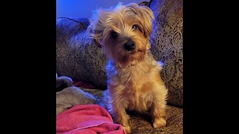 Chewy's sound of approval for his breakfast of ground turkey -- wait for it! #yorkies #funnydogs