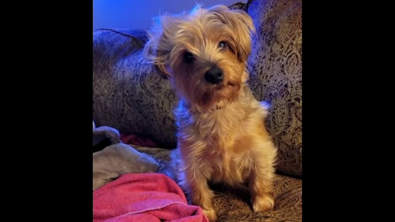 Chewy's sound of approval for his breakfast of ground turkey -- wait for it! #yorkies #funnydogs