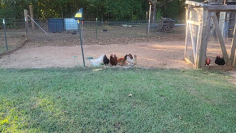 Finally got the watermelons picked and the raised bed garden about ready to cover for the winter.