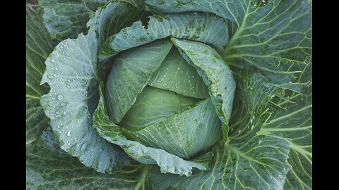 Natural Remedy - Cabbage | Kim Layon | September 27, 2025