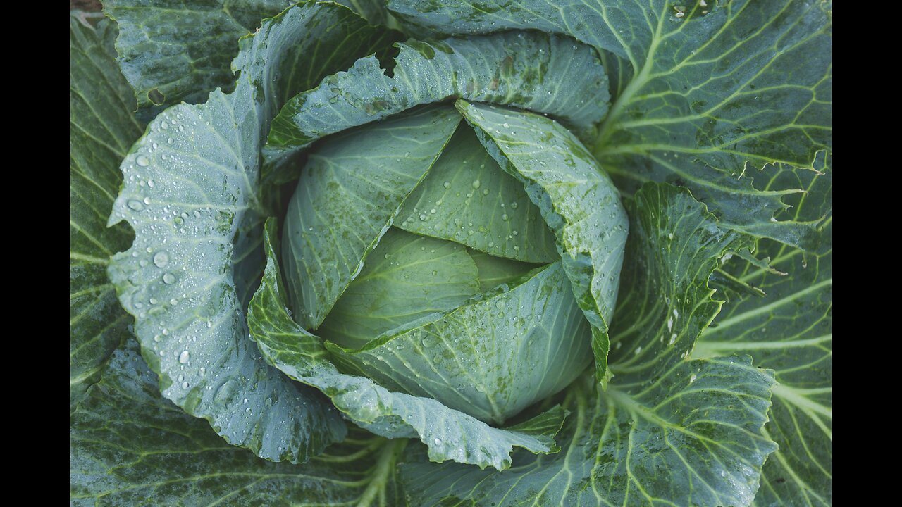 Natural Remedy - Cabbage | Kim Layon | September 27, 2025
