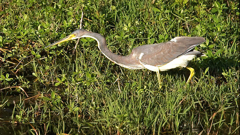 Tricolored Heron on the Hunt