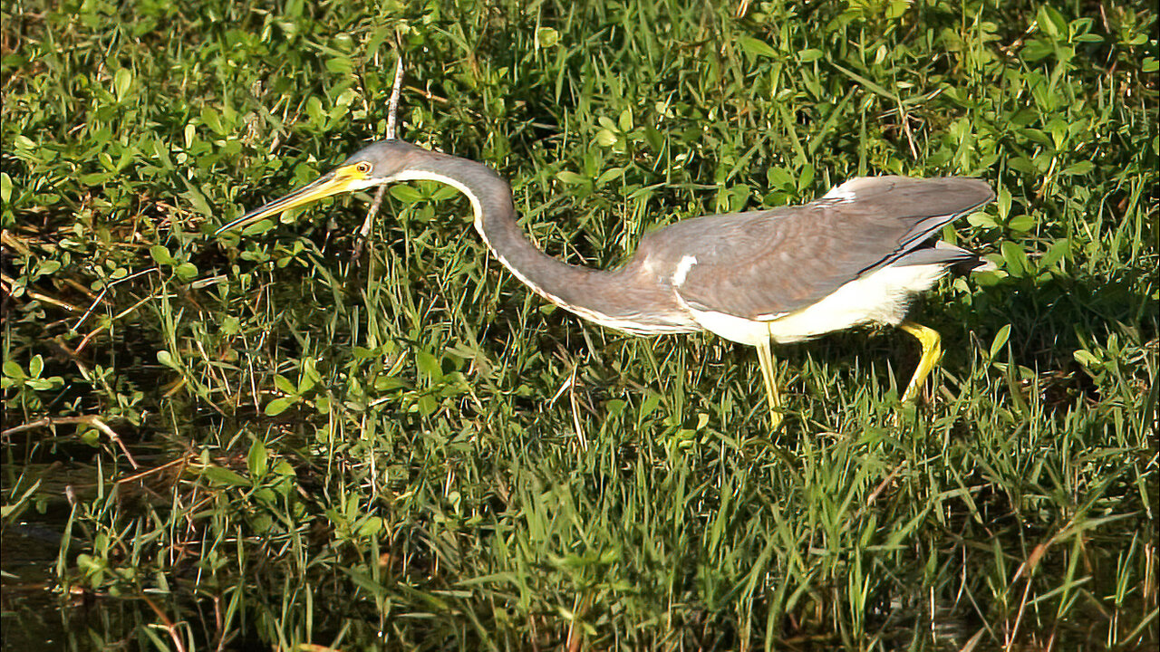 Tricolored Heron on the Hunt