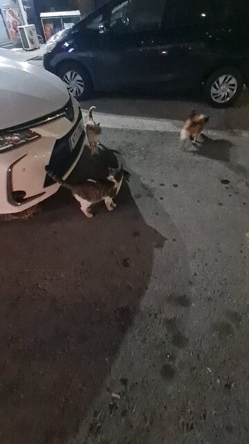 Cute stray cat on the street looking curious...cat