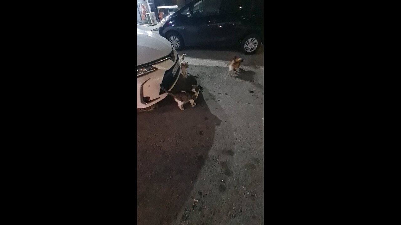 Cute stray cat on the street looking curious...cat